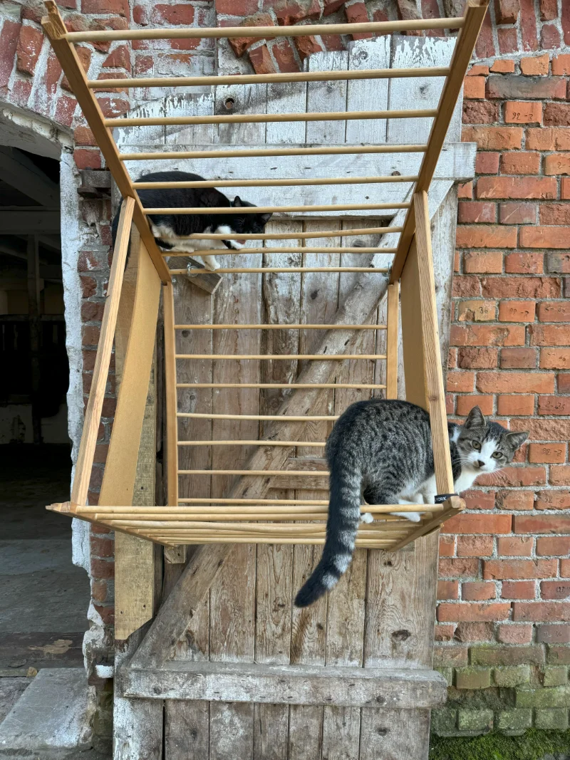 koty w stajni jarcewo koło chojnic