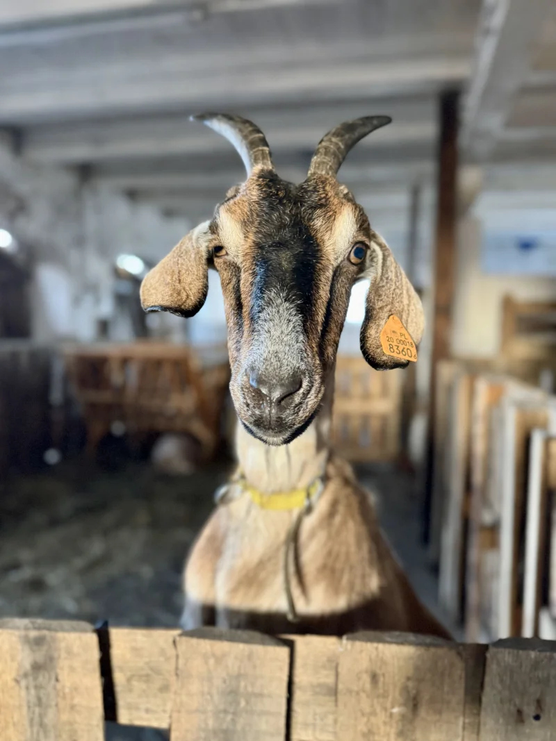 w stajni jarcewo znajdziesz nie tylko konie ale i kozy