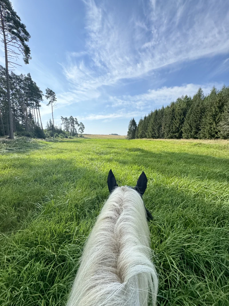 koń ze stajni jarcewo na łące w okolicach chojnic