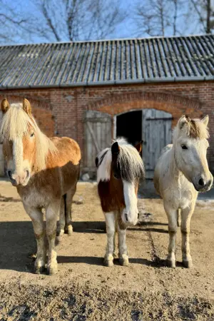 konie stojace przed stajnia w jarcewie